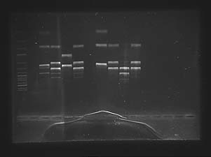 Der Beweis Der Beweis