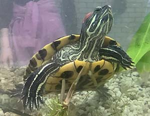 Unsere neue Schildkröte